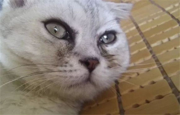 猫眼睛总是流眼泪有褐色分泌物