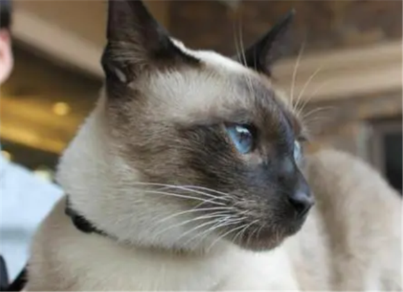 泰国御猫是暹罗猫吗