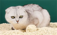 8l是多少公斤猫砂