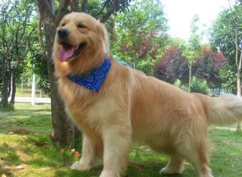 金毛属不属于禁养犬 金毛属不属于禁养犬