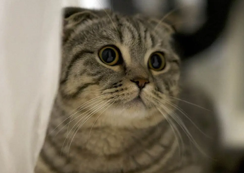 猫咪打完止吐针还一直呕吐,该怎么办?养护方法有哪些? 猫咪打完止吐针还一直呕吐,该怎么办?养护方法有哪些?