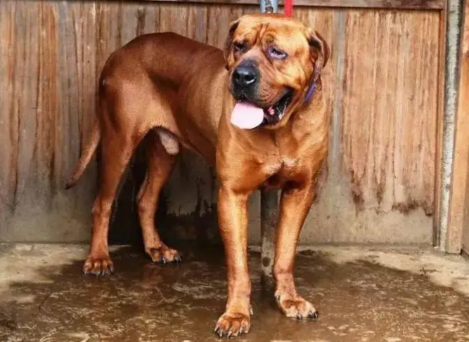 士佐犬出售多少钱一只 士佐犬出售多少钱一只