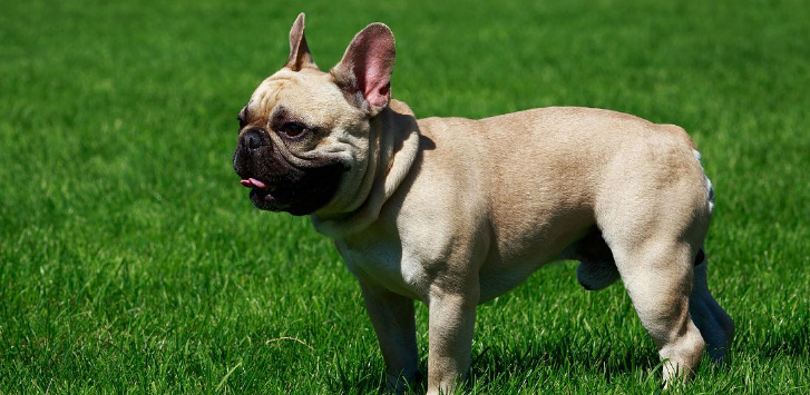 斗牛犬允许养吗
