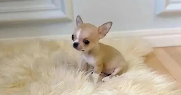 迷你狗买狗去哪买