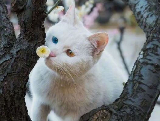 猫仙转世为人的特征
