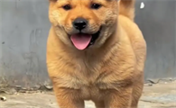 黄狗白面黑舌头的智商