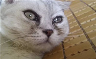 猫眼睛总是流眼泪有褐色分泌物