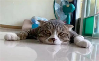 猫夏天怕热吗?