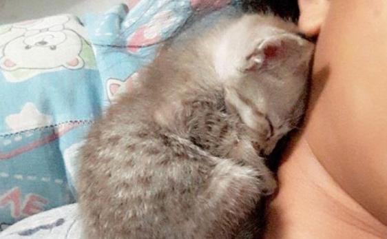 猫睡人脖子上说明啥