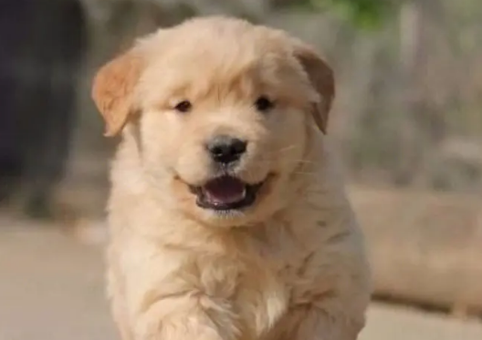 专业繁育犬是不是合理