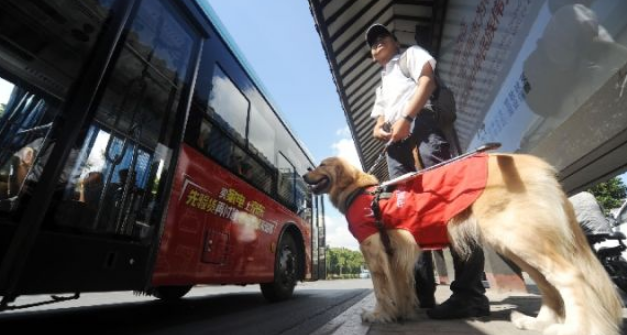 导盲犬不让上公交
