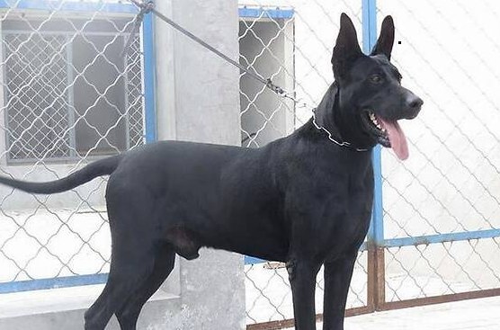 黑狼犬的名字都叫啥 黑狼犬的名字都叫啥