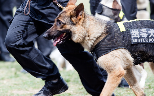 缉毒犬能闻出人吸毒吗 缉毒犬能闻出人吸毒吗