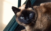 煤球猫多少钱一只