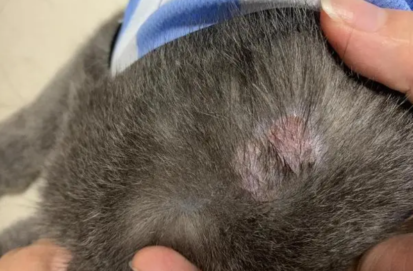 猫癣怎么得的 猫癣怎么得的