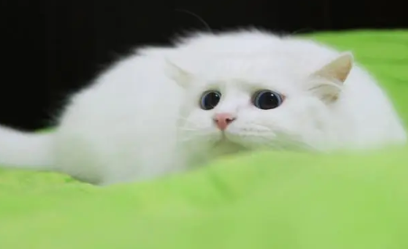 阿苯达唑片猫咪能吃吗