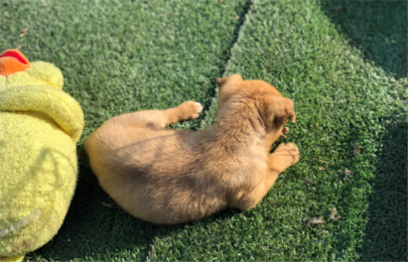 小型长不大的中华田园犬