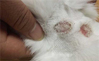 猫藓荧光反应图片