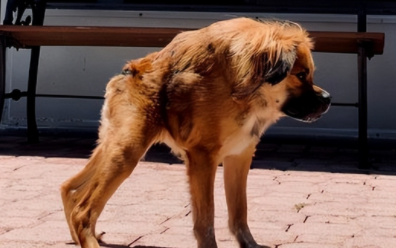 卡西莫多犬寿命能活多久