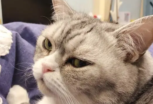 猫咪睡得正香,主人一巴掌下去,猫咪的表情亮了:谁给你的胆子? 猫咪睡得正香,主人一巴掌下去,猫咪的表情亮了:谁给你的胆子?