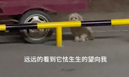 一只流浪狗躲在路边偷偷看人,怯生生的眼神害怕又渴望,好心疼! 一只流浪狗躲在路边偷偷看人,怯生生的眼神害怕又渴望,好心疼!