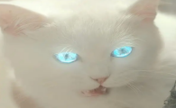 猫妖会害人吗