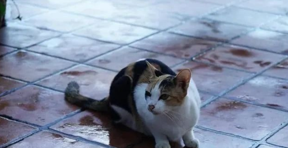 大象寻食闯民居,却被猫咪赶走,网友:别人家的猫咪! 大象寻食闯民居,却被猫咪赶走,网友:别人家的猫咪!