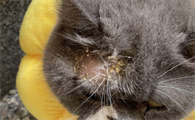 猫癣什么阶段就可以不涂药了
