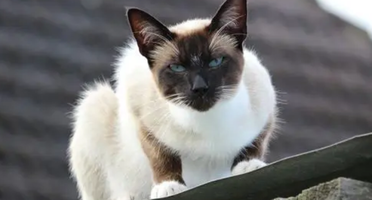 辑巴猫多少钱 辑巴猫多少钱