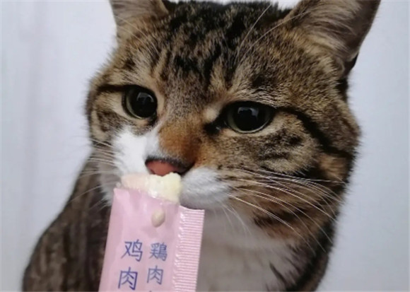 猫条几个月的猫可以吃 猫条几个月的猫可以吃