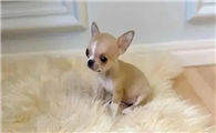 迷你狗买狗去哪买