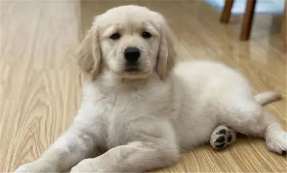 迷你金贵犬值钱吗 迷你金贵犬值钱吗
