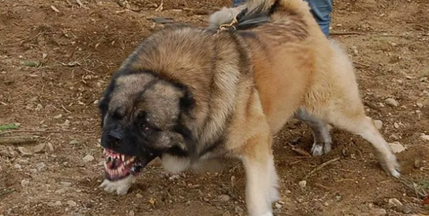 世界上最大的巨型犬