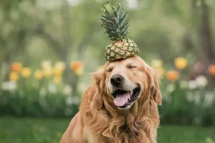 狗可以吃菠萝蜜吗
