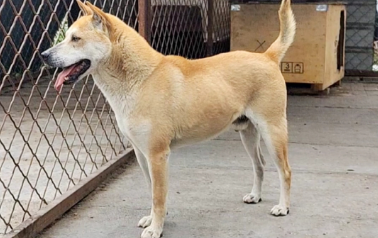 广西土猎犬适合家养吗