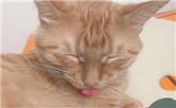 猫睡觉吐出一点点小舌头