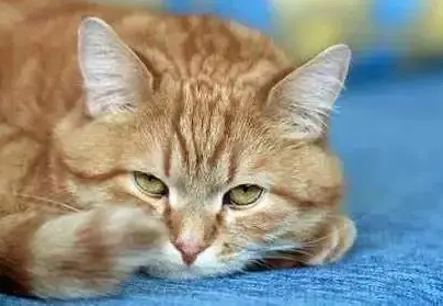 猫突然食欲下降,其他都正常 猫突然食欲下降,其他都正常