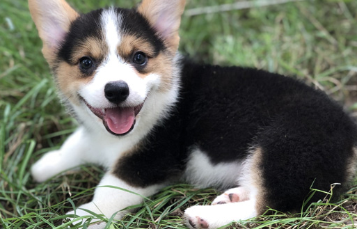 黑黄白柯基犬图片大全
