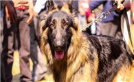 看家护卫犬排行哪前三名