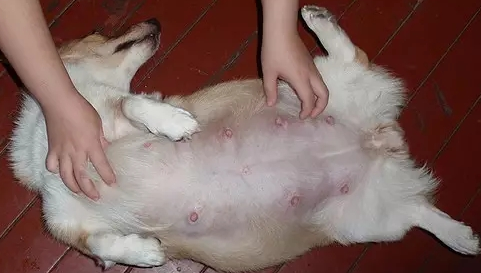 狗怀孕几个月下崽