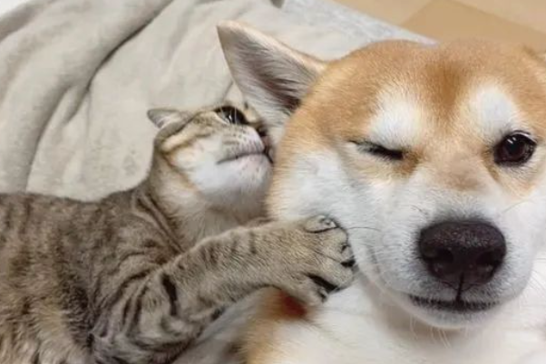 柴犬脖子一动不动,竟是被它“封印”...太宠了吧! 柴犬脖子一动不动,竟是被它“封印”...太宠了吧!