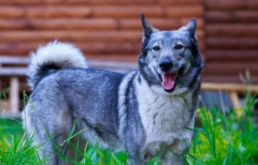 莱卡犬打猎的特点怎么样