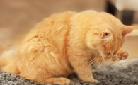 猫舔了体外驱虫药会有啥事吗