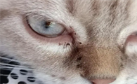 猫眼屎特别多还糊住了眼睛