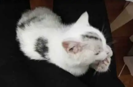 猫躺着肚子一颤一颤的 猫躺着肚子一颤一颤的