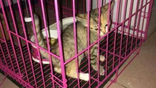 10元一只小猫