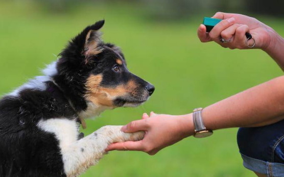 训犬证书国家认定吗