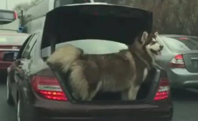 前面的车,你家狗要掉下来了,真的要掉下来了 前面的车,你家狗要掉下来了,真的要掉下来了