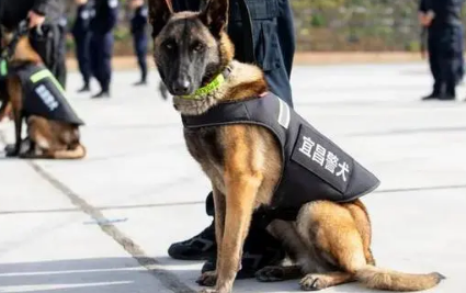 警犬配对图片大全大图