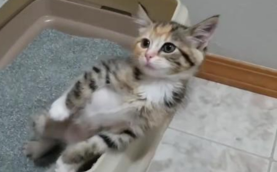 猫的脚会不会麻